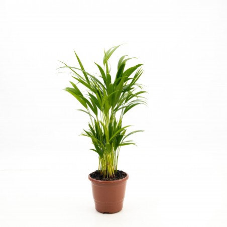 Palmera Areca - M