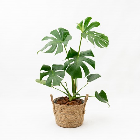 Monstera L c/ canasto...