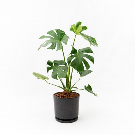Monstera M c/ maceta Mate...