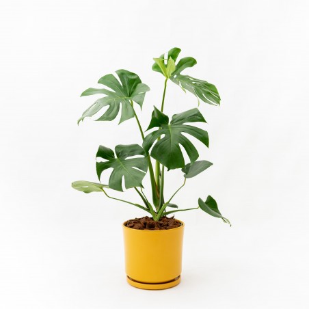 Monstera M c/ maceta Mate...