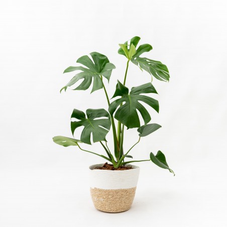 Monstera L c/ canasto de...