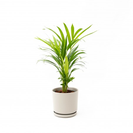 Areca M c/maceta cerámica...