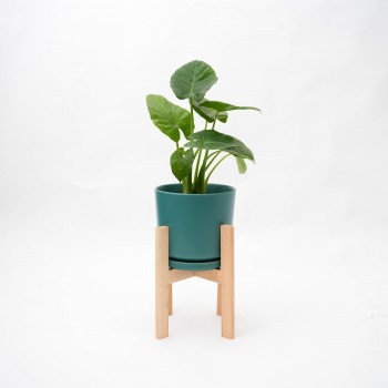 Alocasia Macrorrhiza baby...