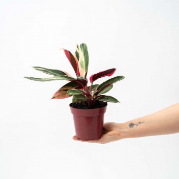 Calathea Triostar L