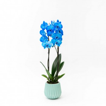 Orquidea Phalaenopsis Azul...