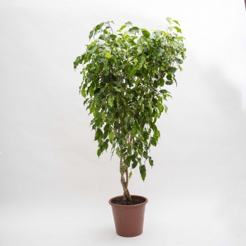 Ficus Benjamina verde...