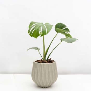 Monstera S con maceta...