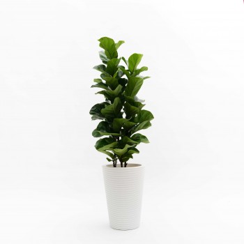 Ficus Lyrata (3varas)...