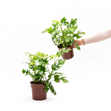 Monstera Mínima
