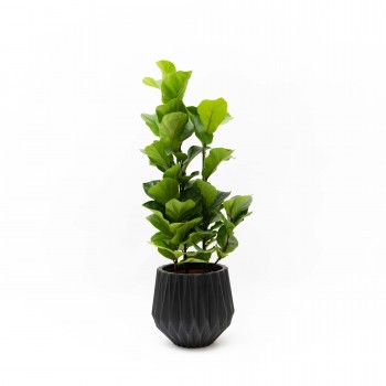 Ficus Lyrata L (3 varas)...