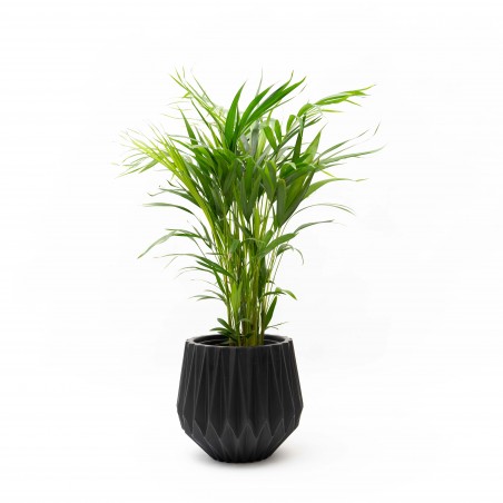 Palmera Areca M c/maceta...