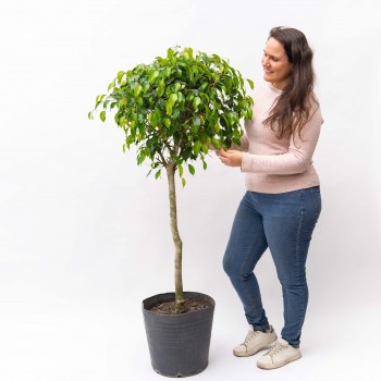 Ficus Topeado