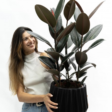 Ficus Elástica negro...