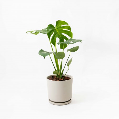 Monstera S c/ maceta...