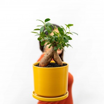 Ficus Ginseng en Maceta Mate S