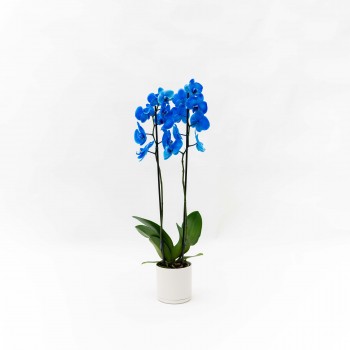 Orquídea phalaenopsis azul...