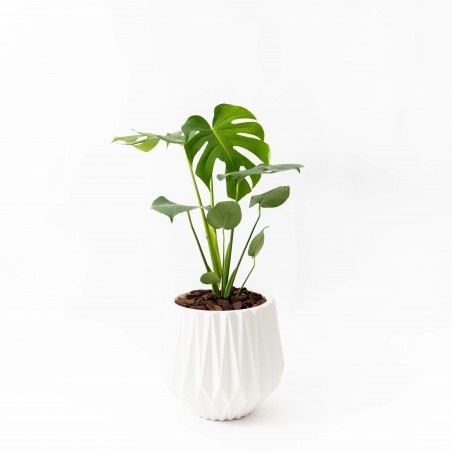 Monstera M c/ maceta...