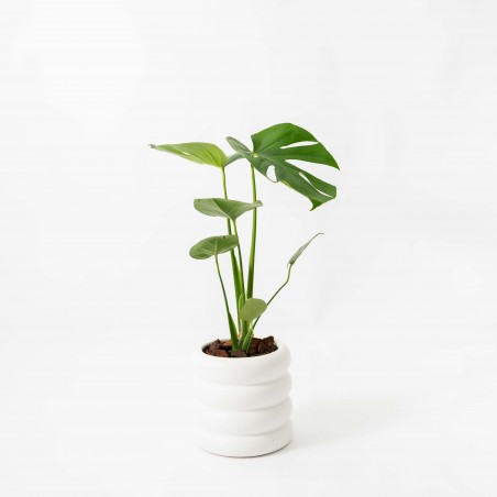 Monstera Delisiosa S en...