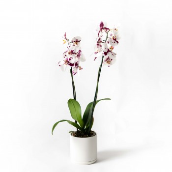 Orquidea Phalaenopsis c/...