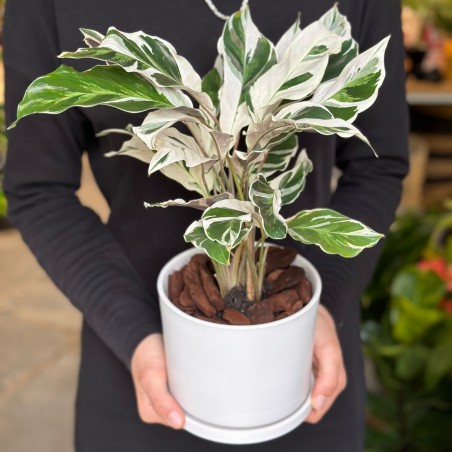 Calathea White Fusión con...