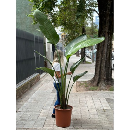 Strelizia Nicolai 2XL