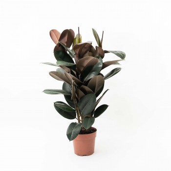 Ficus Elástica Negro -L