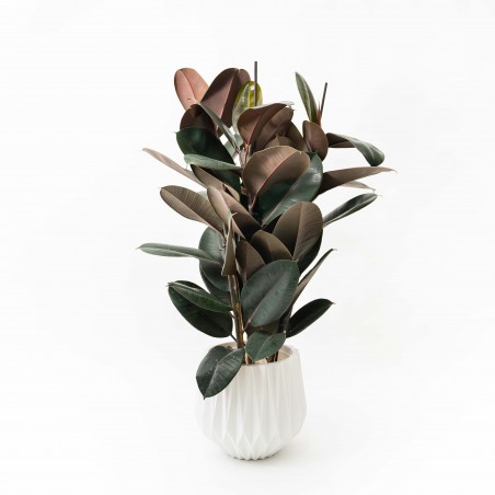 Ficus Elastica negro con...