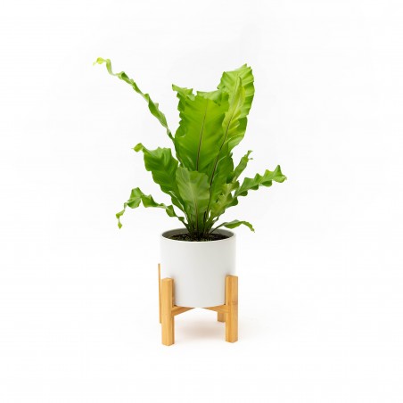 Asplenium c/ maceta...