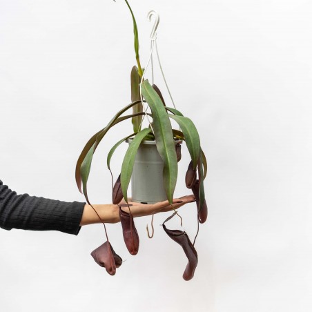 Insectivora Nepenthes