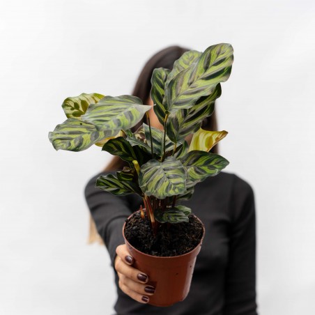 Calathea Makoyana