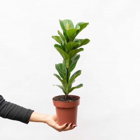 Ficus Lyrata baby
