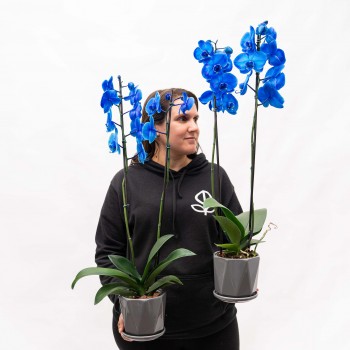 Orquídea Phalaenopsis Azul