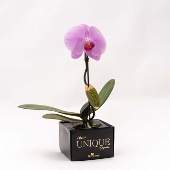 Orquídea phalaenopsis UNIQUE.
