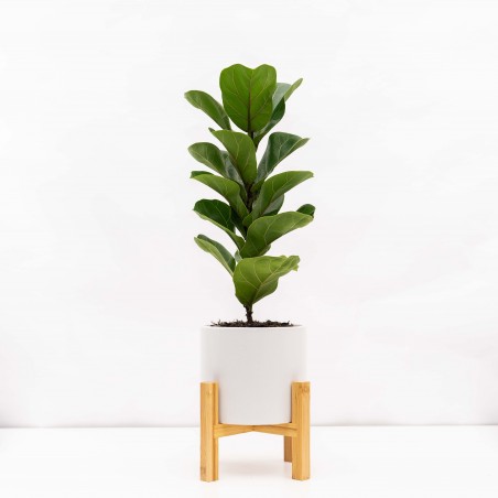 Ficus Lyrata baby en maceta...