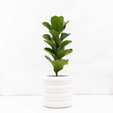 Ficus Lyrata baby en maceta...