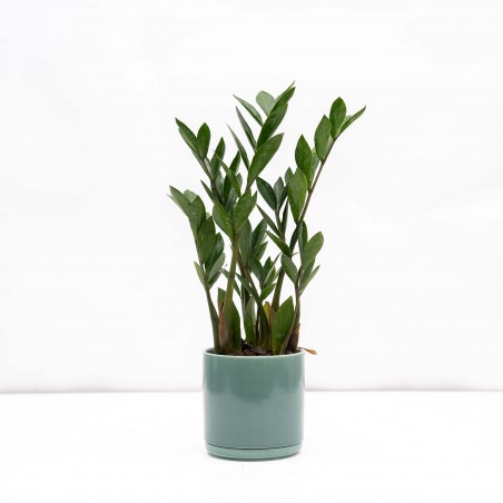 Zamioculca mini maceta Trio M