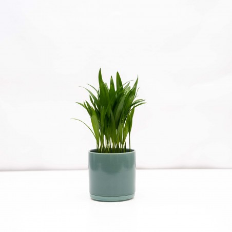 Palmera Areca baby con...
