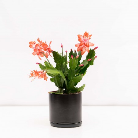Flor de Mayo, Cangrejita...
