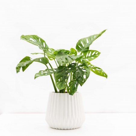 Monstera Adansoni con...