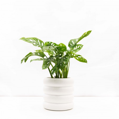 Monstera Adansoni con...