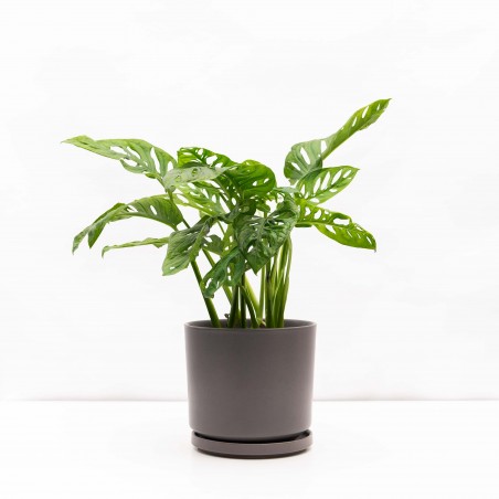 Monstera Adansoni con...