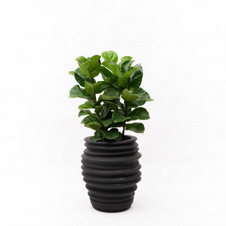 Ficus Lyrata en maceta Wave...