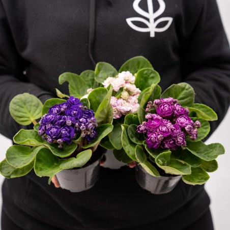 Violeta Africana