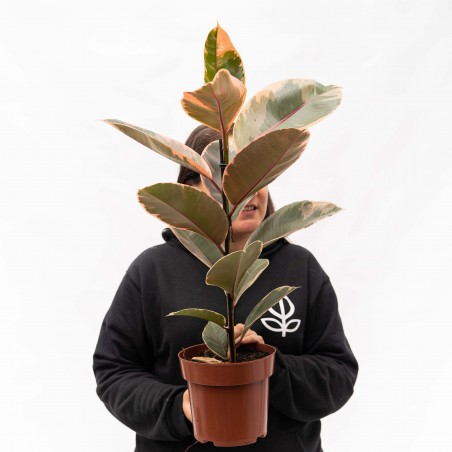 Ficus Elástica Rubí, 1 vara