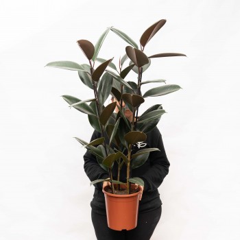 Ficus Elástica Negro -L