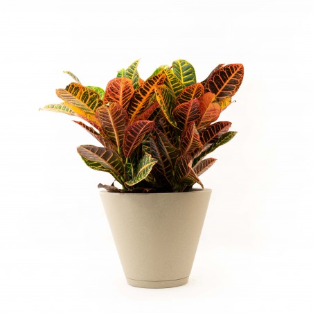 Croton XL con maceta Petra...