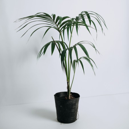 Kentia