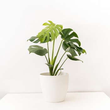 Monstera L c/maceta