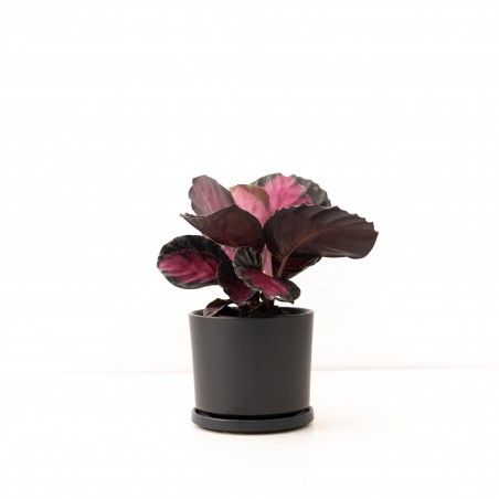 Calathea Crimson c/ maceta...