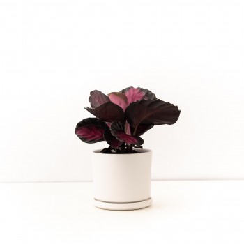 Calathea Crimson con maceta...